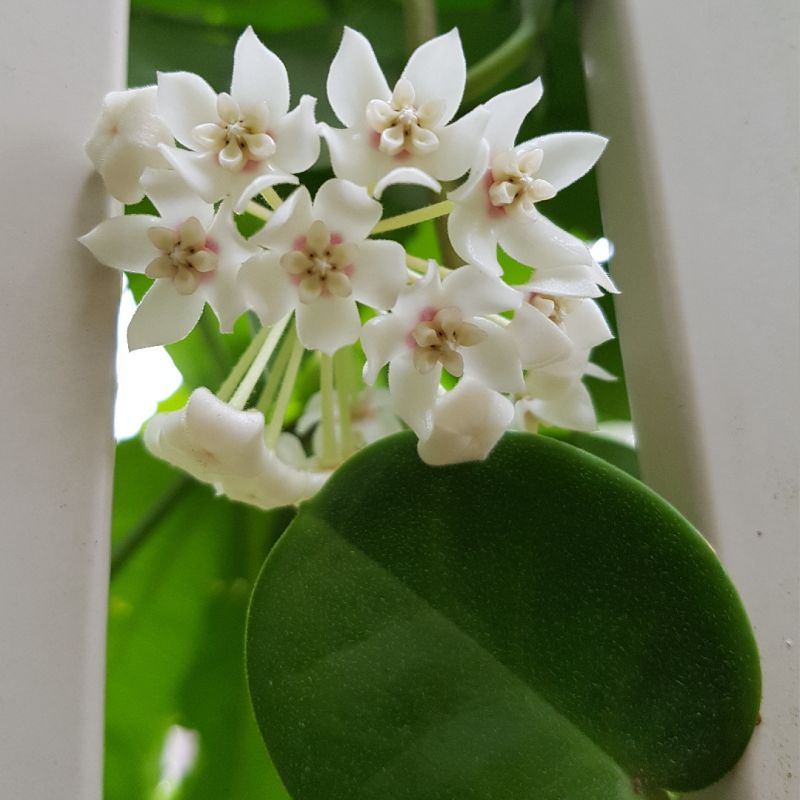 Hoya Australis Rubicola