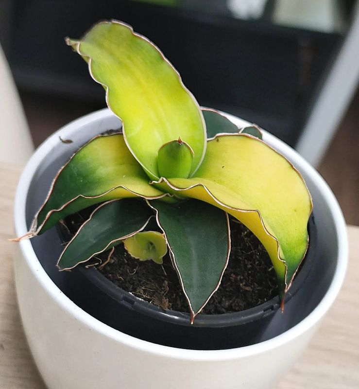 Sansevieria Star Canary