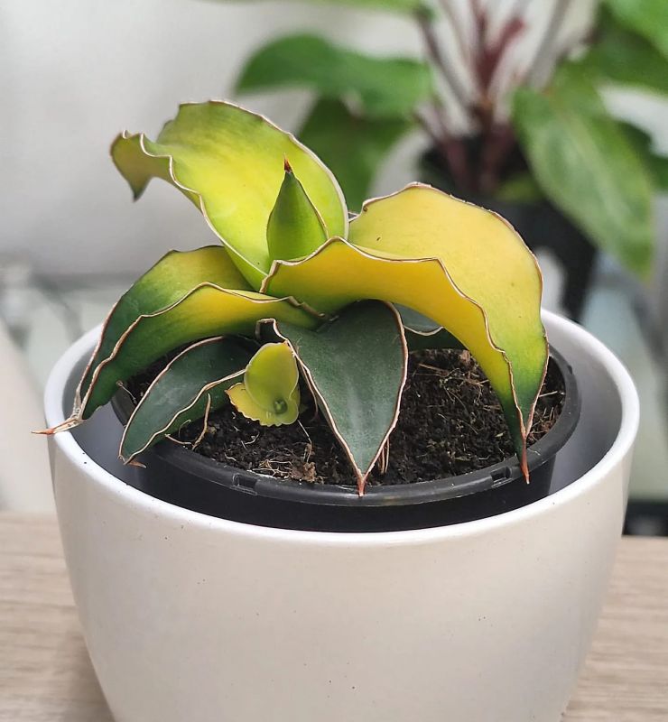 Sansevieria Star Canary