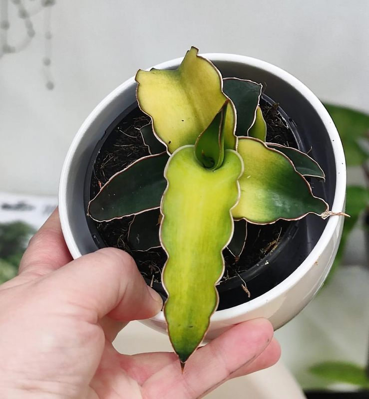 Sansevieria Star Canary