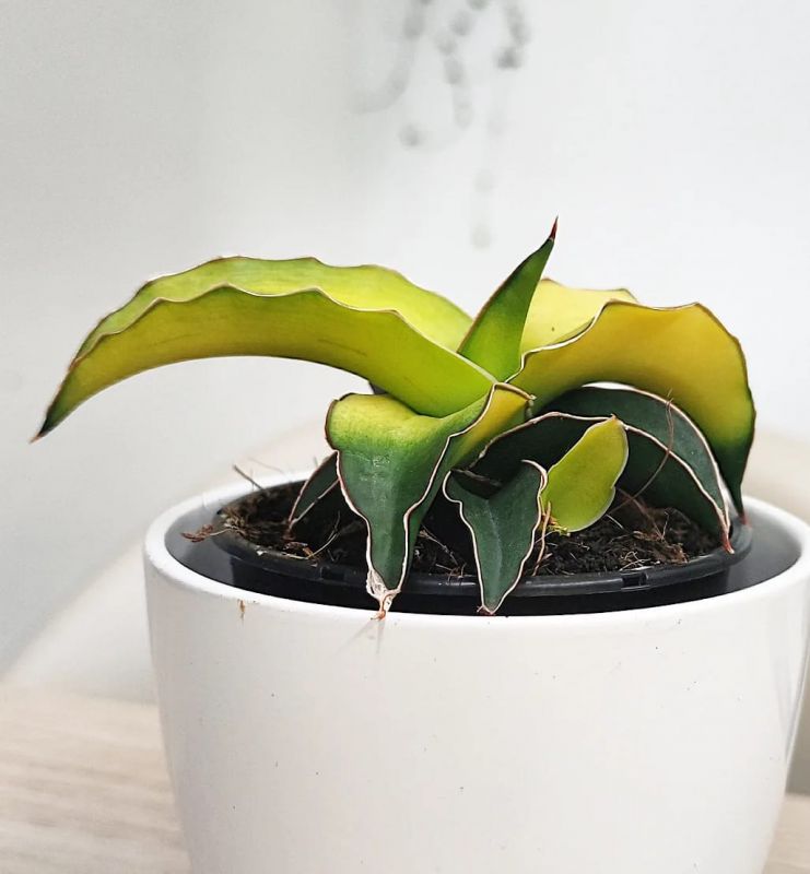 Sansevieria Star Canary