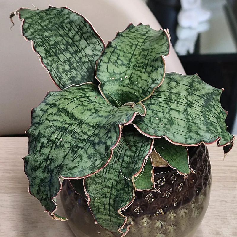 Sansevieria Star Green Granite