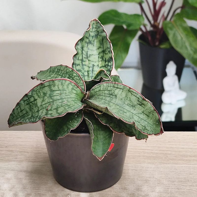 Sansevieria Star Green Granite