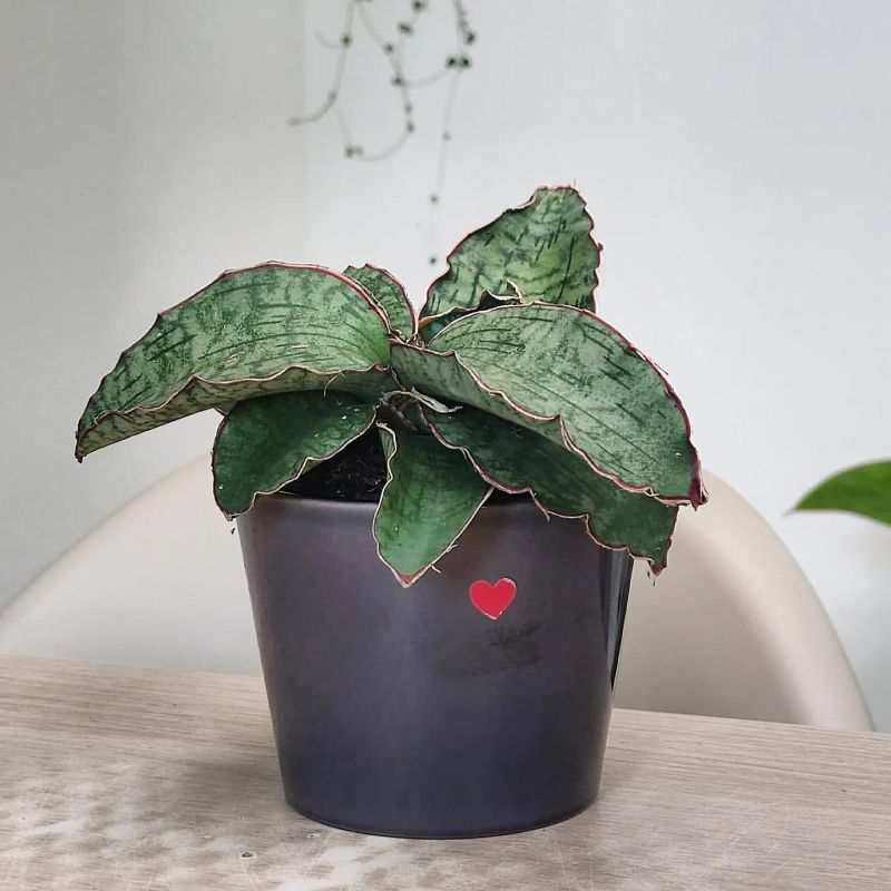 Sansevieria Star Green Granite