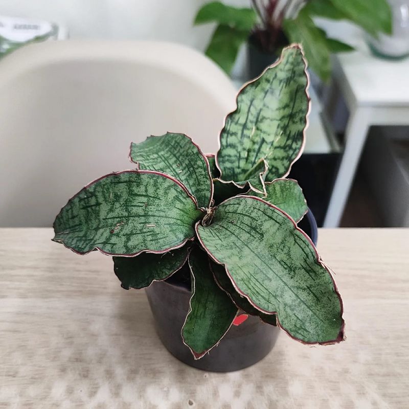 Sansevieria Star Green Granite