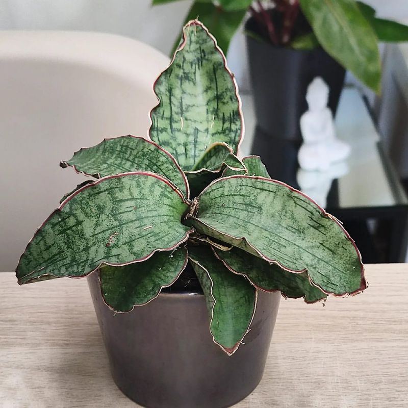 Sansevieria Star Green Granite
