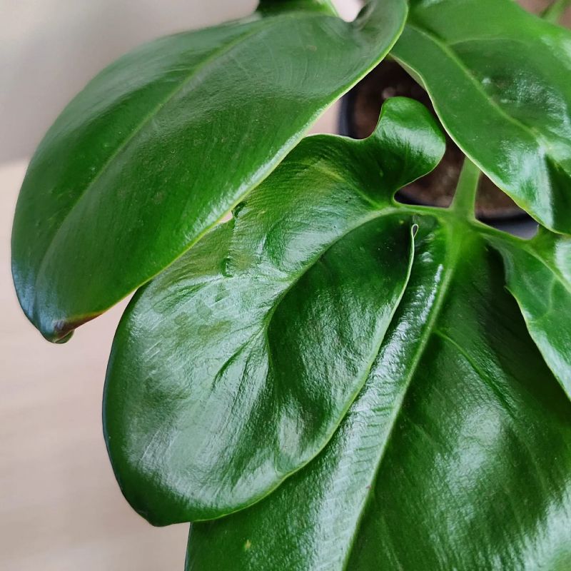 Philodendron Fun Bun