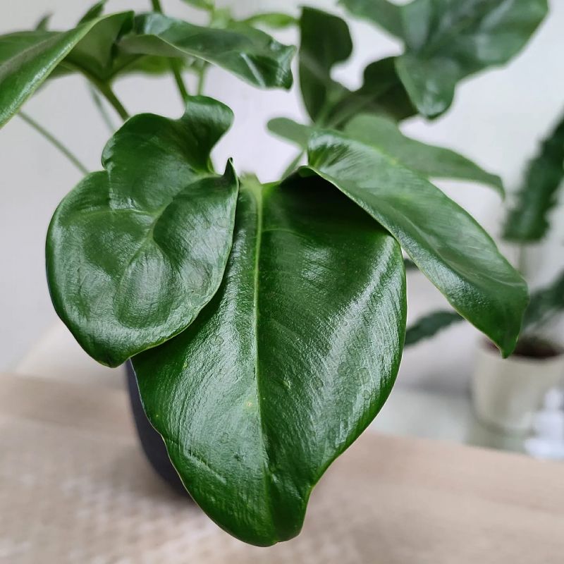Philodendron Fun Bun