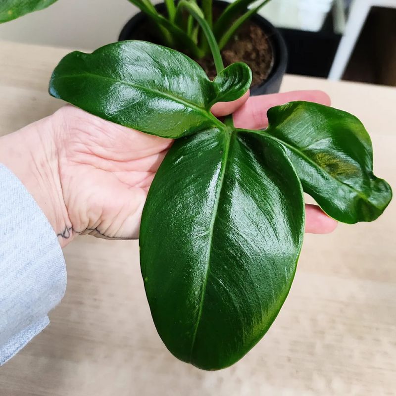 Philodendron Fun Bun