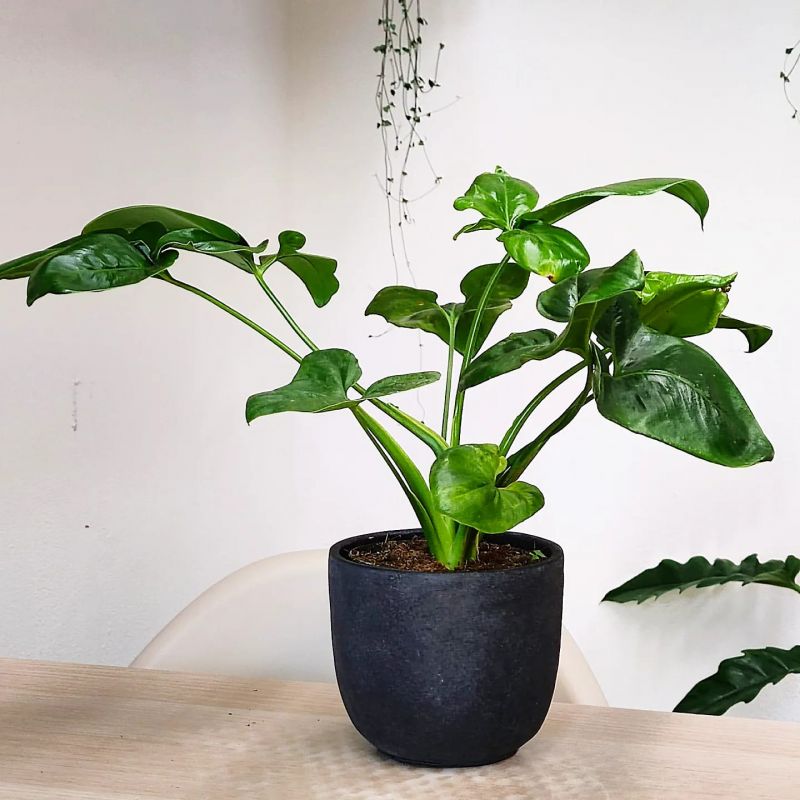 Philodendron Fun Bun