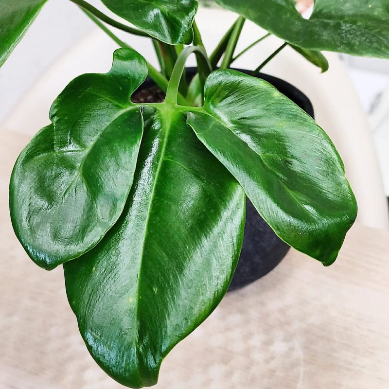 Philodendron Fun Bun