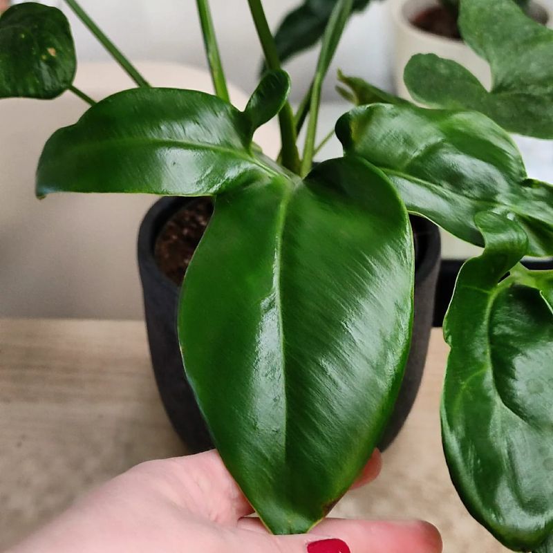 Philodendron Fun Bun