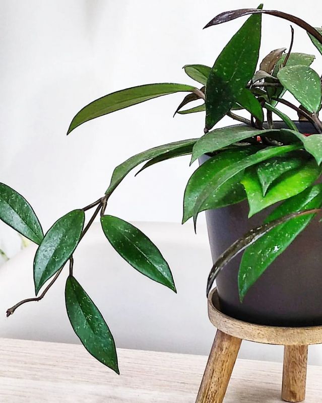 Hoya pubicalyx 'Royal Hawaian Purple' leaves