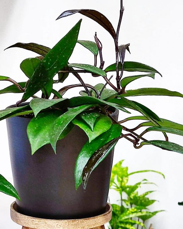 Hoya pubicalyx 'Royal Hawaian Purple' leaves