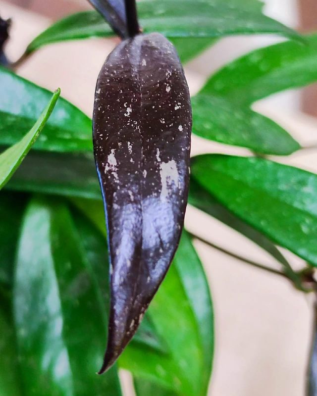 Hoya pubicalyx 'Royal Hawaian Purple' leaves
