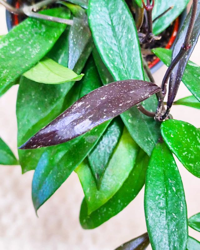 Hoya pubicalyx 'Royal Hawaian Purple' leaves