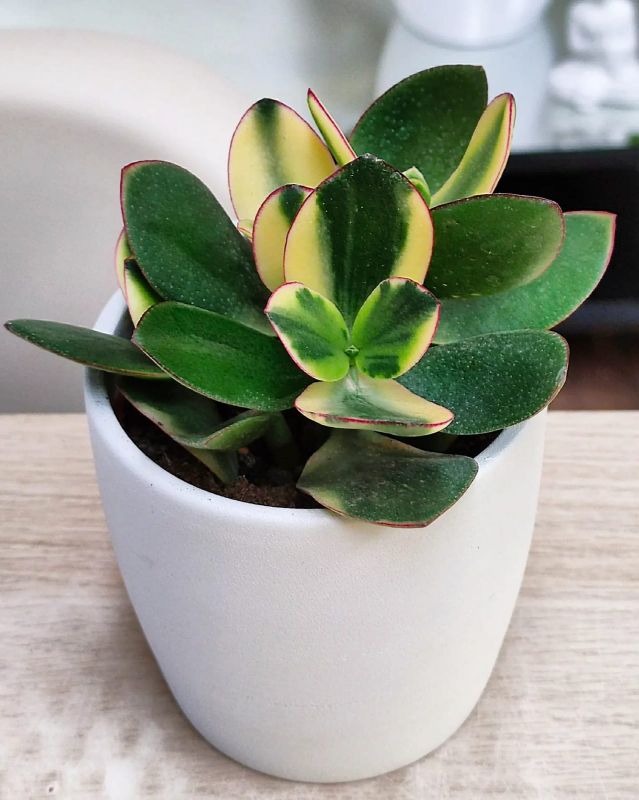 Crasula ovata Sunset