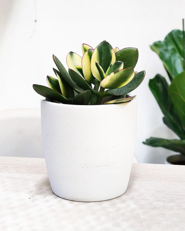 Crasula ovata Sunset