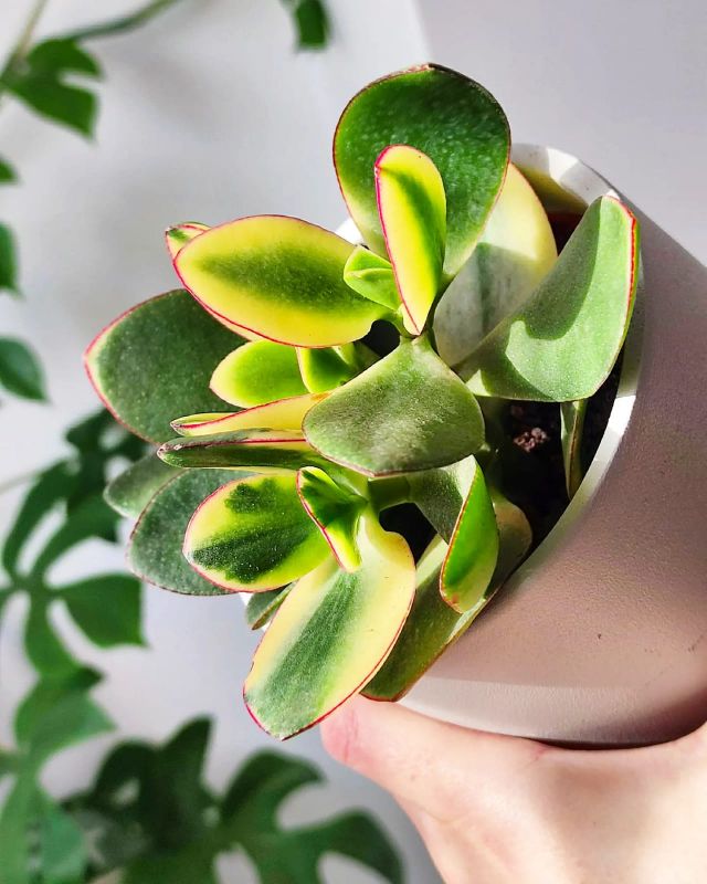 Crasula ovata Sunset