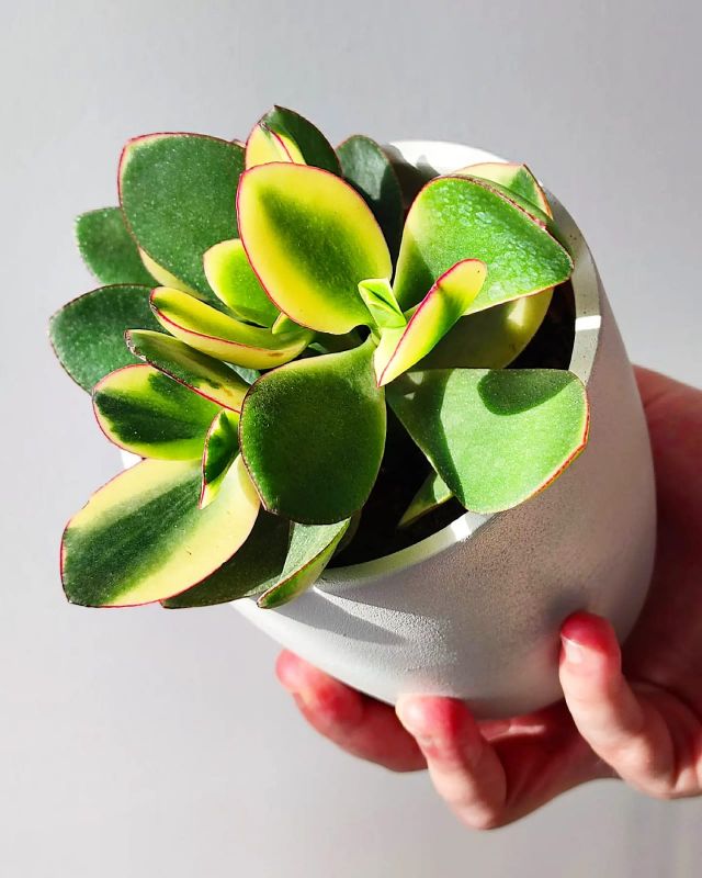 Crasula ovata Sunset