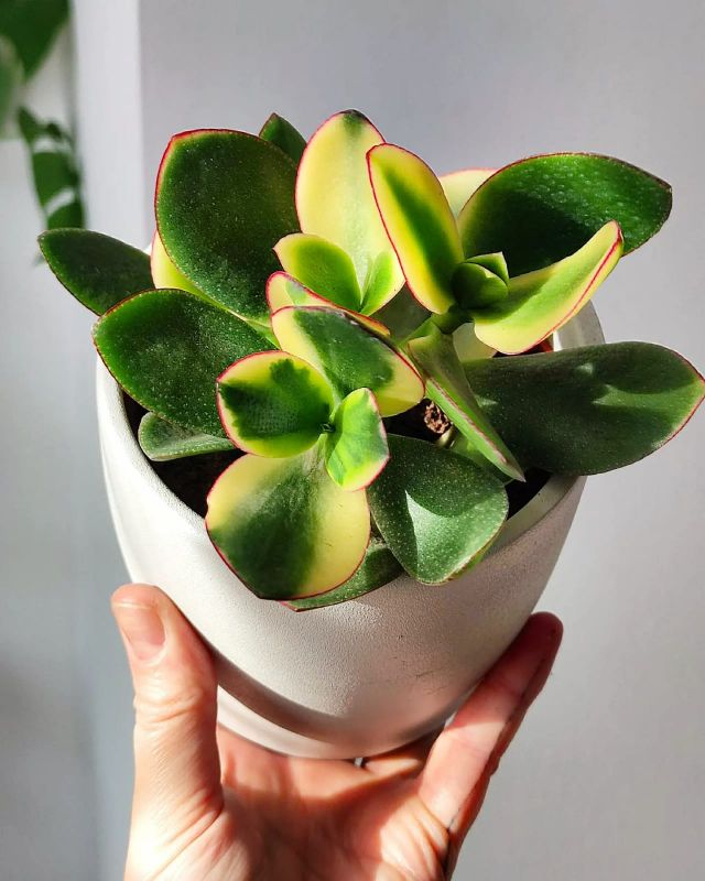 Crasula ovata Sunset