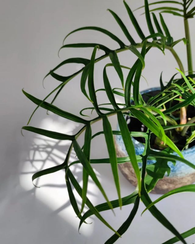 Philodendron Polypodioides Tortum
