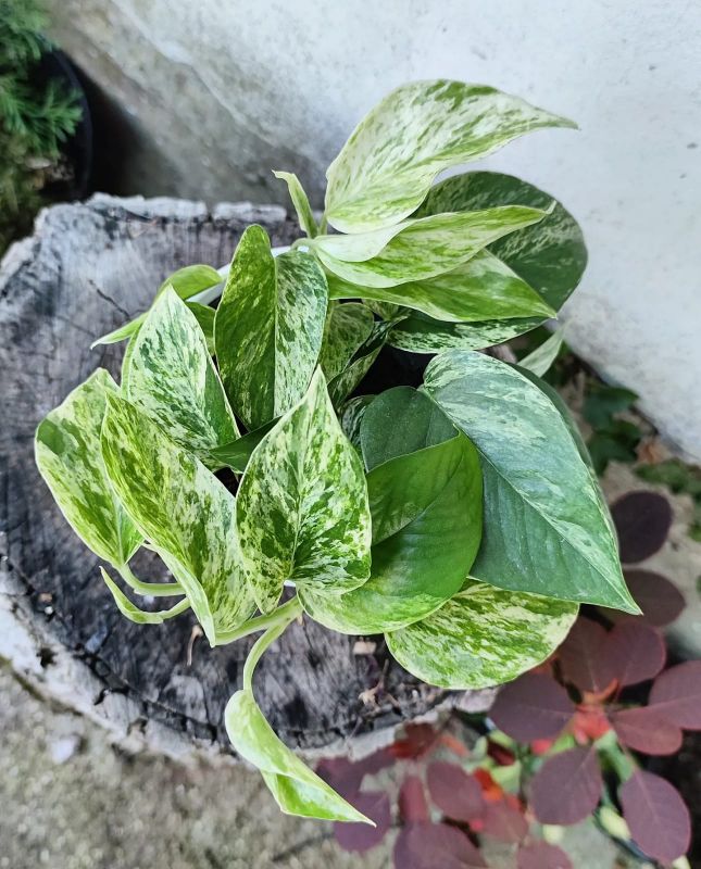 Epipremnum aureum“Marble Queen”