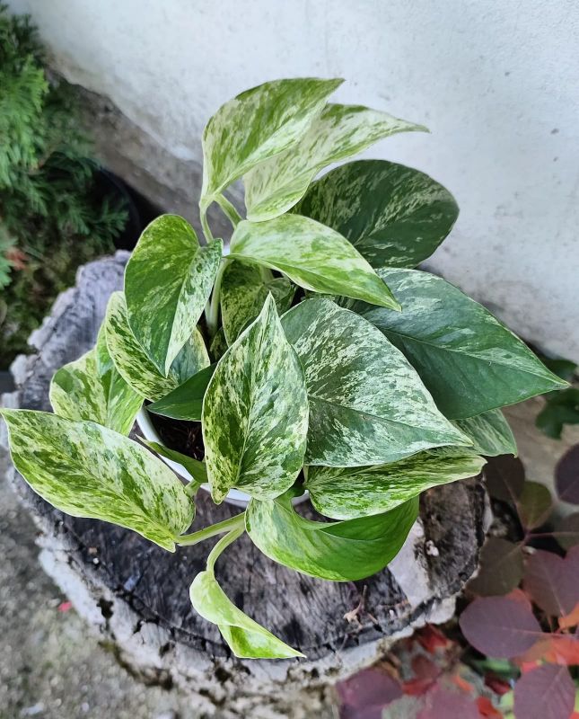 Epipremnum aureum“Marble Queen”