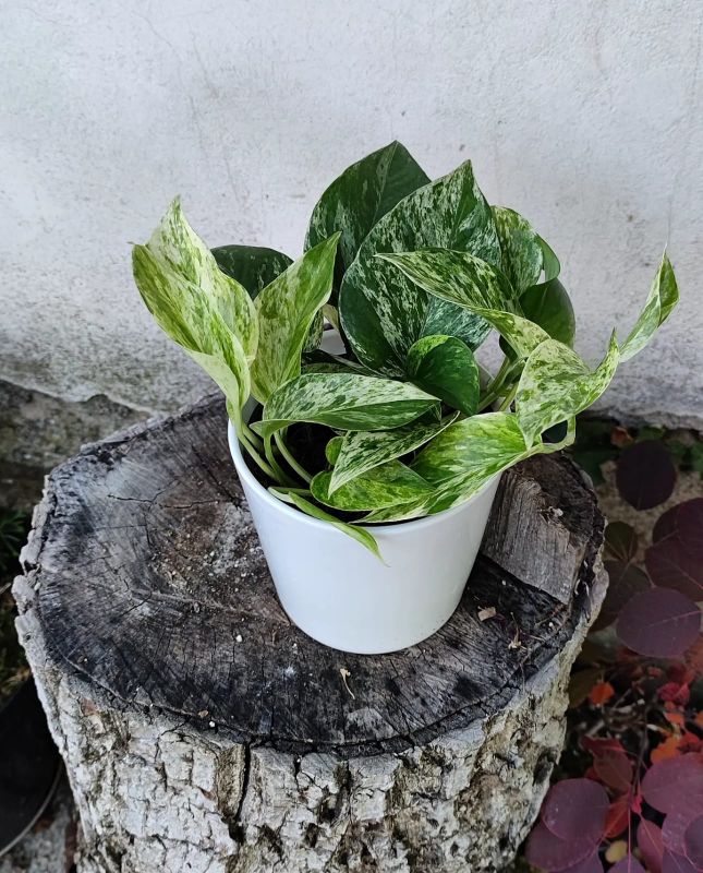 Epipremnum aureum“Marble Queen”