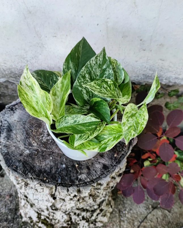 Epipremnum aureum“Marble Queen”