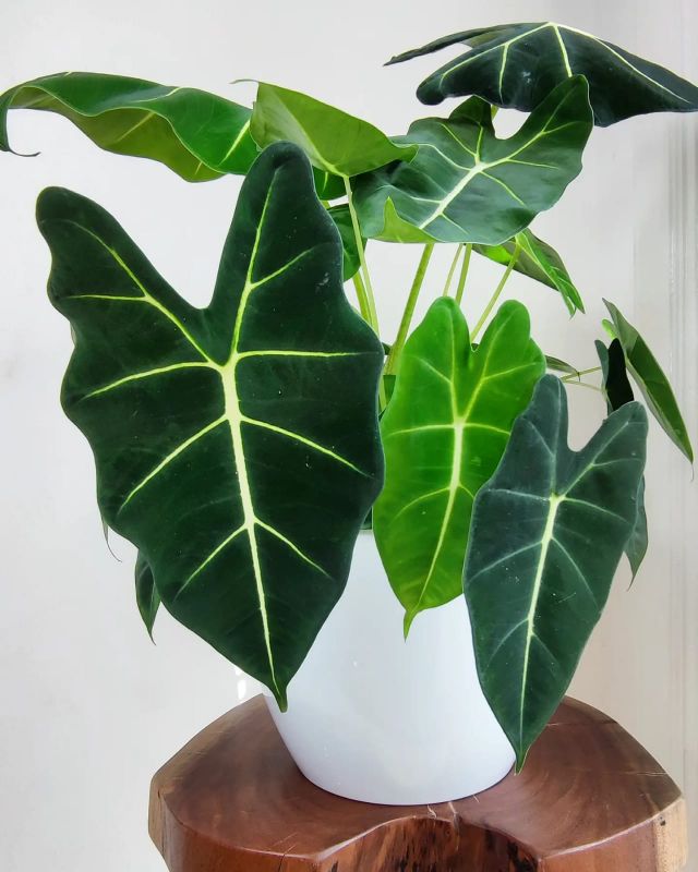 Alocasia micholitziana Frydek XXL