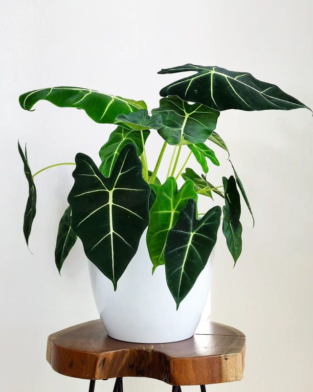 Alocasia micholitziana Frydek XXL