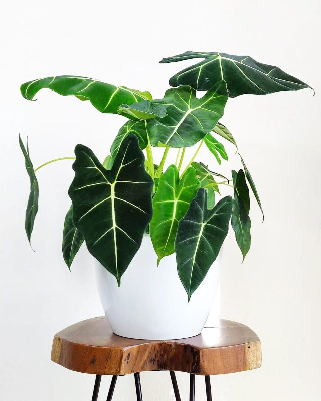 Alocasia micholitziana Frydek XXL