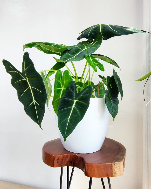 Alocasia micholitziana Frydek XXL