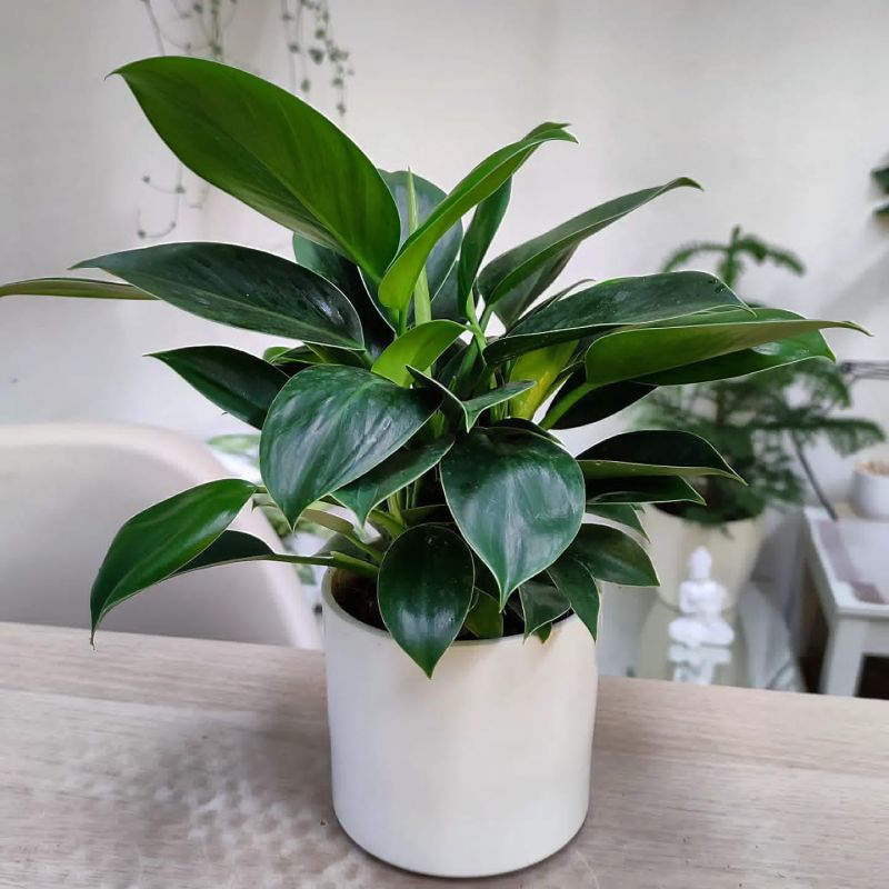 Philodendron Green Princess