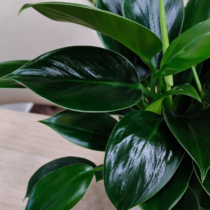 Philodendron Green Princess
