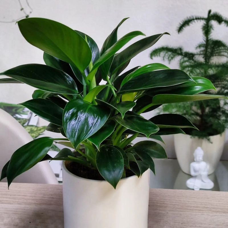 Philodendron Green Princess