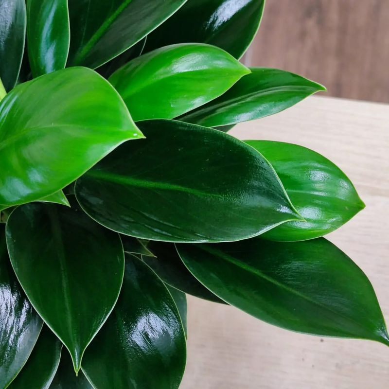 Philodendron Green Princess