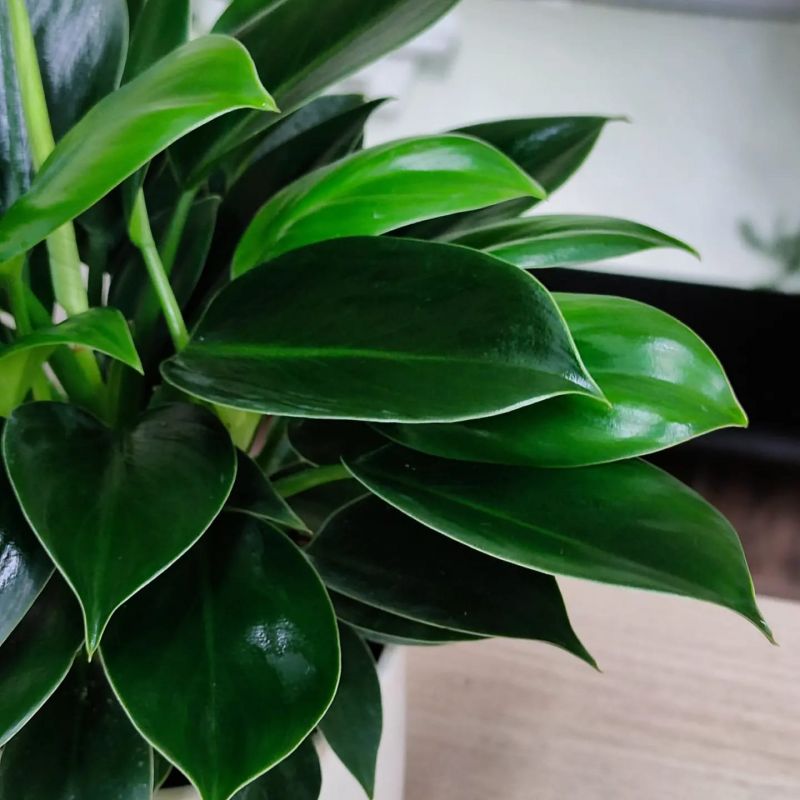 Philodendron Green Princess