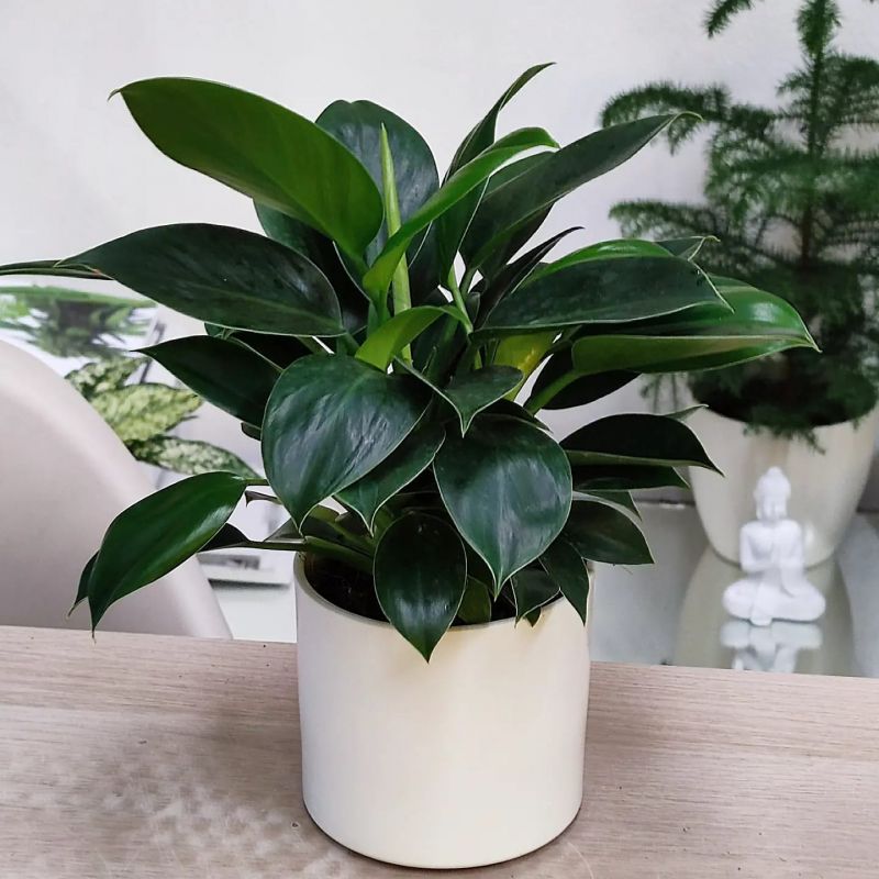 Philodendron Green Princess