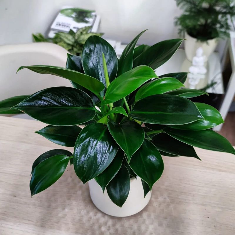 Philodendron Green Princess