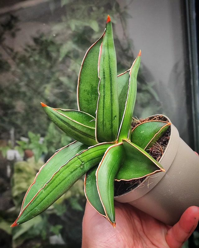 Sansevieria enrenbergii 'Samurai Dwarf'