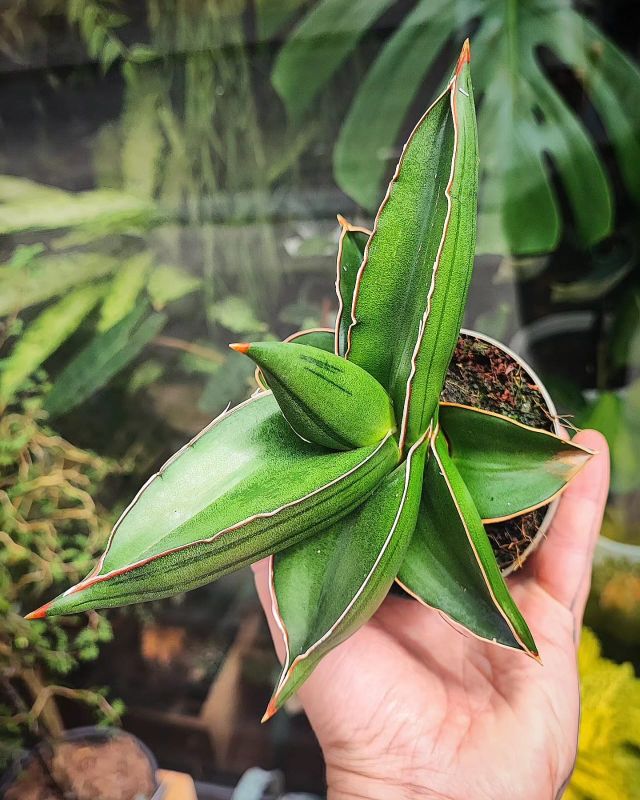 Sansevieria enrenbergii 'Samurai Dwarf'