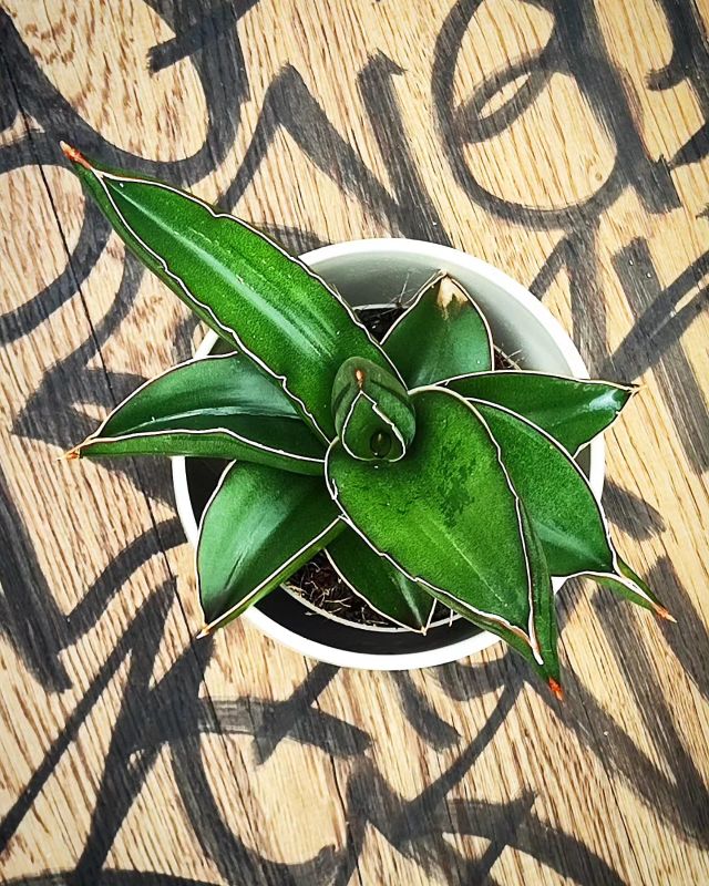 Sansevieria enrenbergii 'Samurai Dwarf'