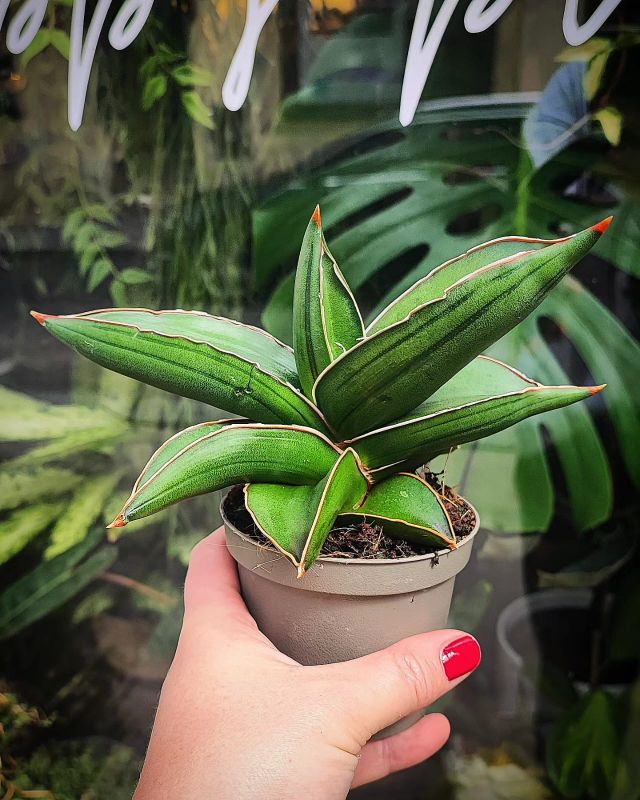 Sansevieria enrenbergii 'Samurai Dwarf'