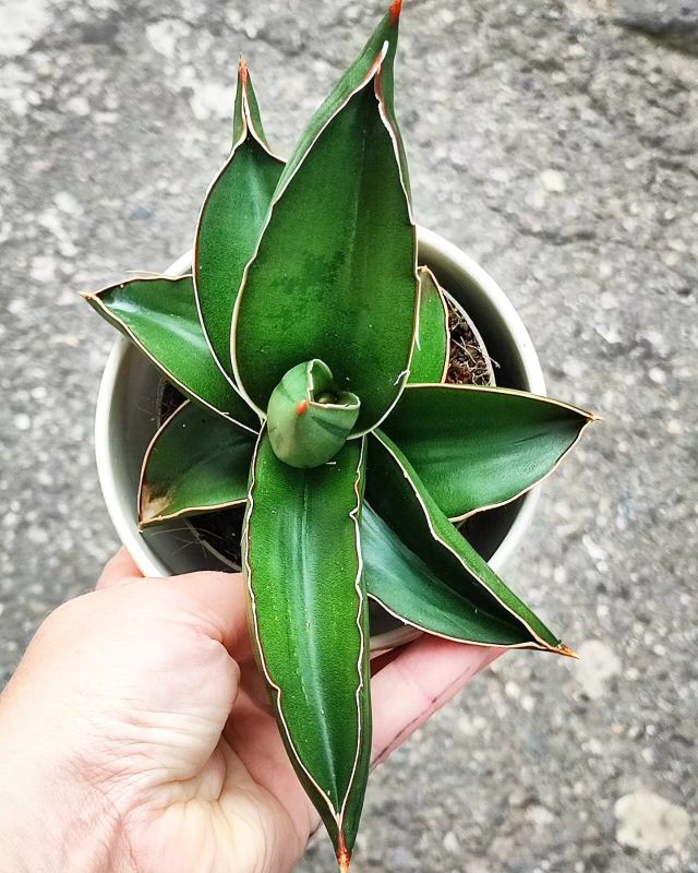 Sansevieria enrenbergii 'Samurai Dwarf'
