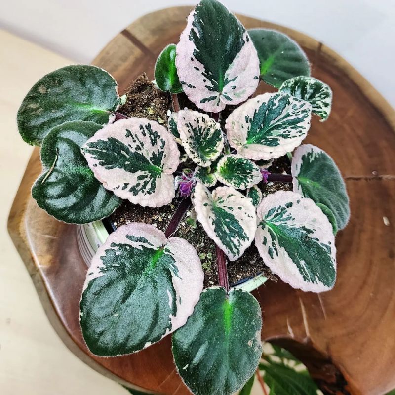 Saintpaulia Variegata. Panašovaná africká fialka