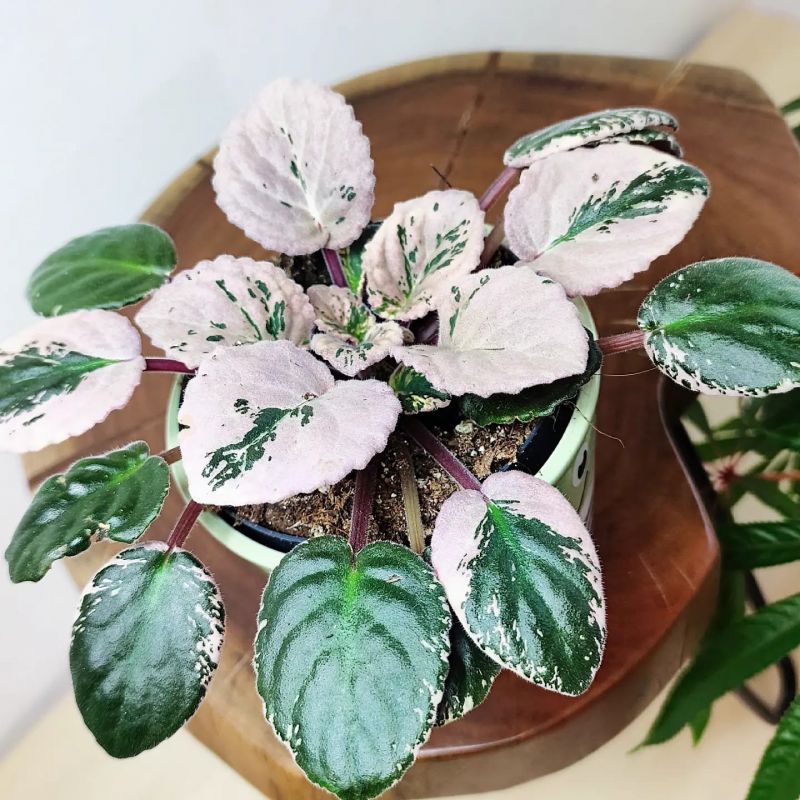 Saintpaulia Variegata. Panašovaná africká fialka