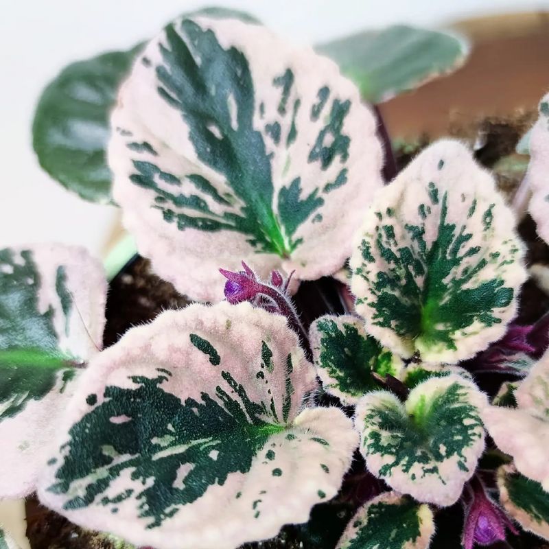 Saintpaulia Variegata. Panašovaná africká fialka