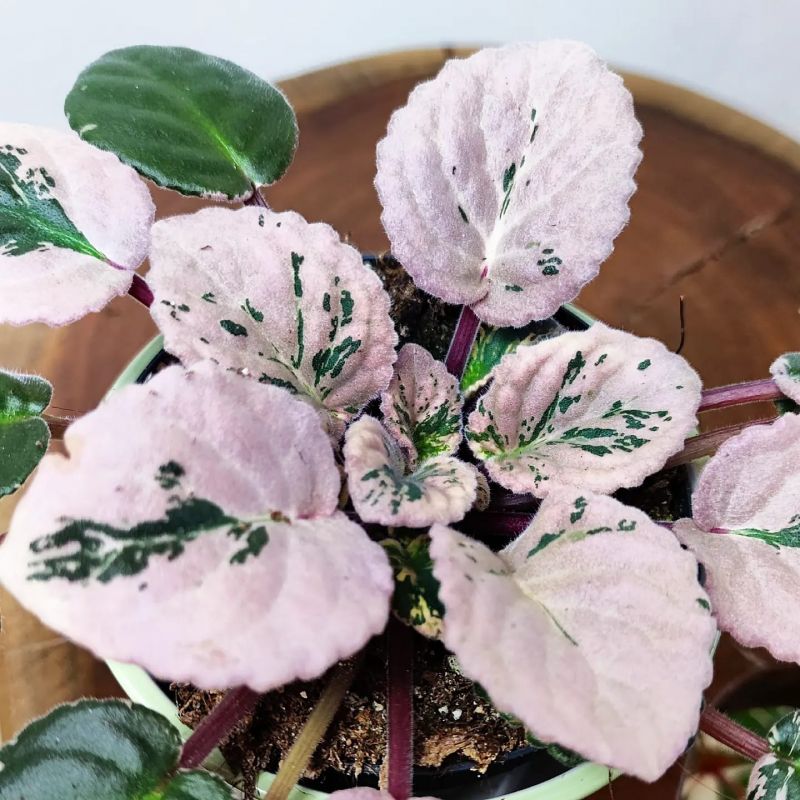 Saintpaulia Variegata. Panašovaná africká fialka